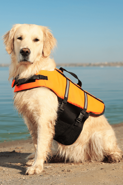 hondenzwemvest kopen - bekijk de kooptips